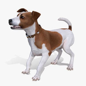 3D model spotted jack russell terrier