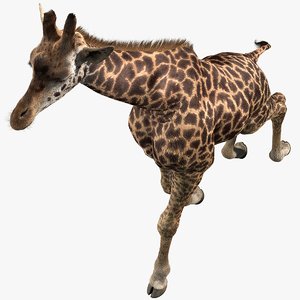 realistic giraffe fur tongue animation 3D