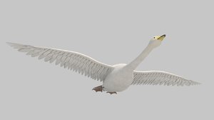 bird animal 3D model