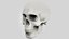 skull 3D