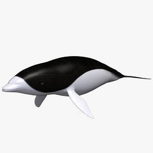 dolphin liso 3D model