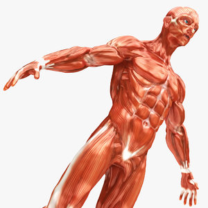 realistic human musculature model