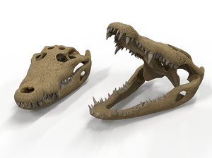 3D model crocodile skull