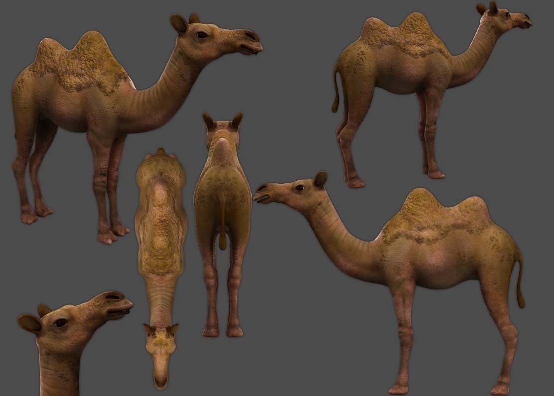 Camel Low-poly 3D - TurboSquid 1463505