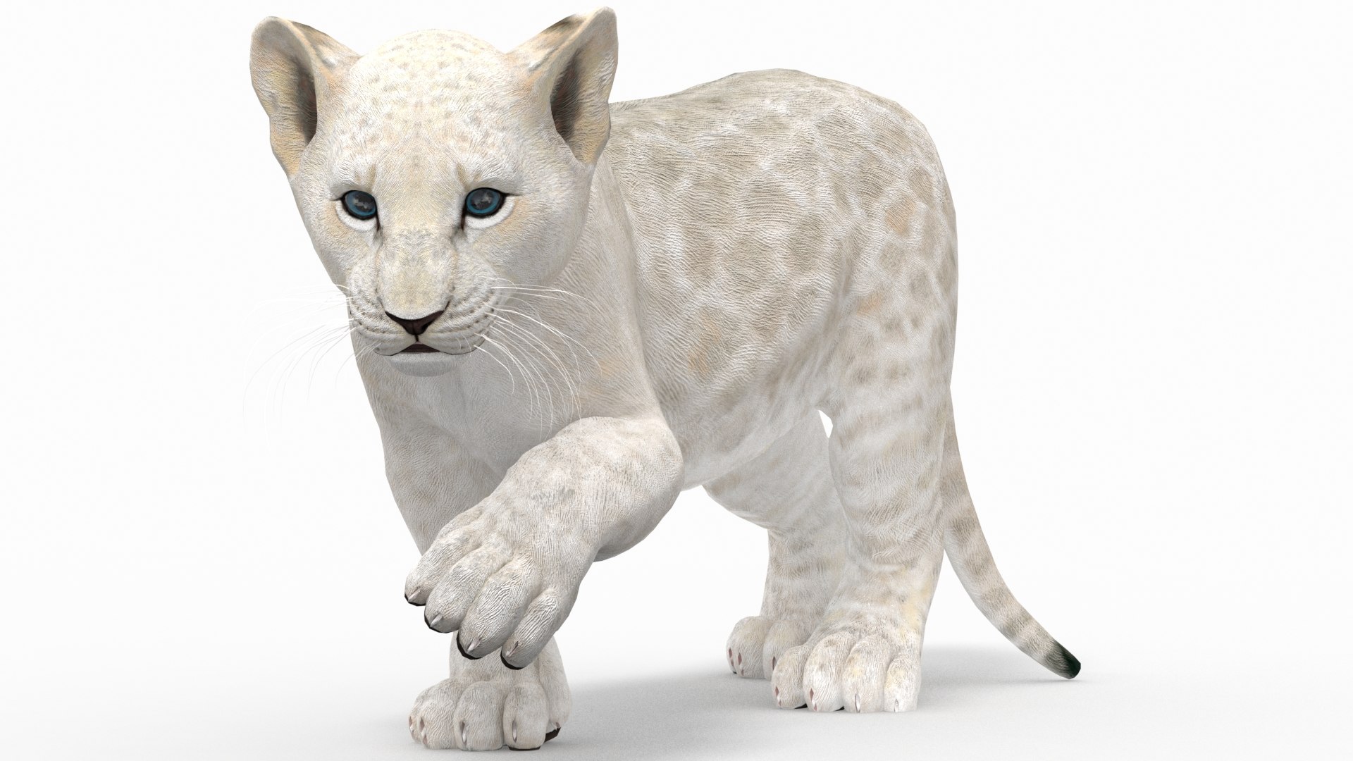 White lion cub rigged 3D model TurboSquid 1463527