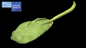 baby spinach leaf model