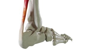 3D foot bones
