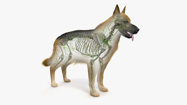 犬の皮膚 骨格 リンパ系のアニメーション3dモデル Turbosquid