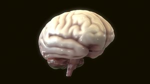 human brain 3D