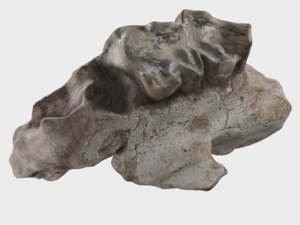 3D scanned rhino s molar