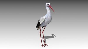 white stork 3D model