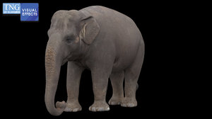 3D elephant mammal animal
