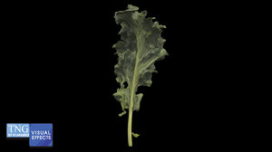 3D kale plant vegetable