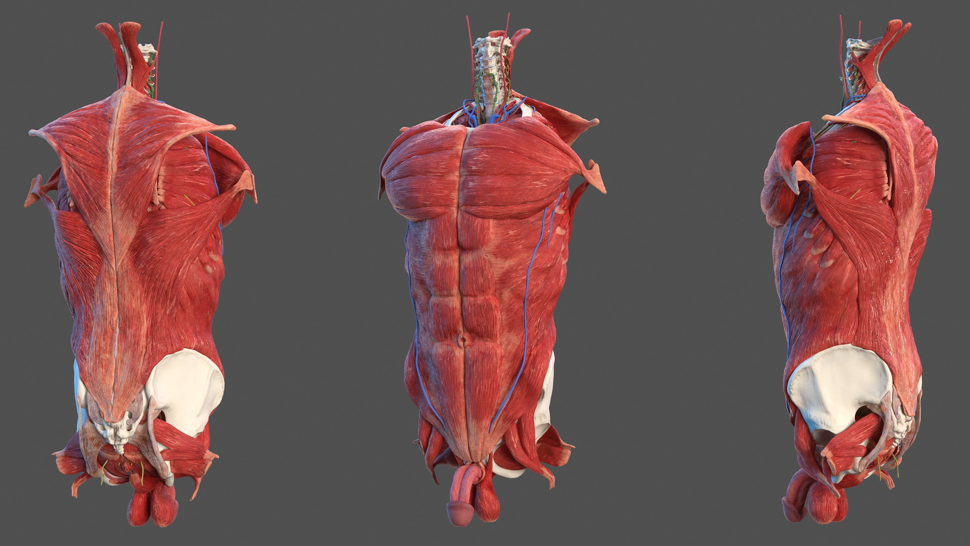 Volle Anatomie des männlichen Torsos 3D-Modell - TurboSquid 1464112