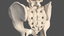 3D male torso anatomy