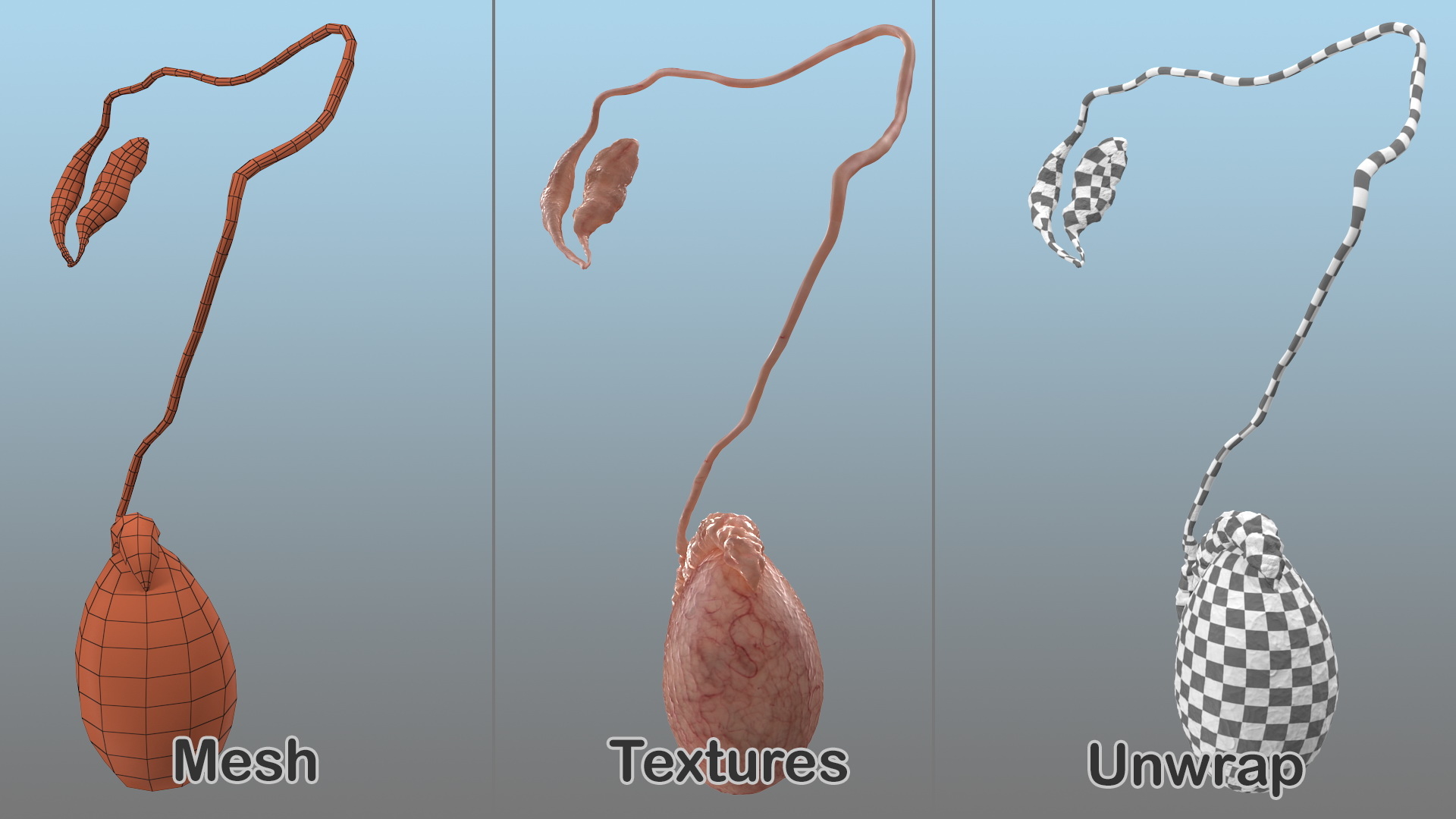 男性の精巣の解剖学3Dモデル - TurboSquid 1464076