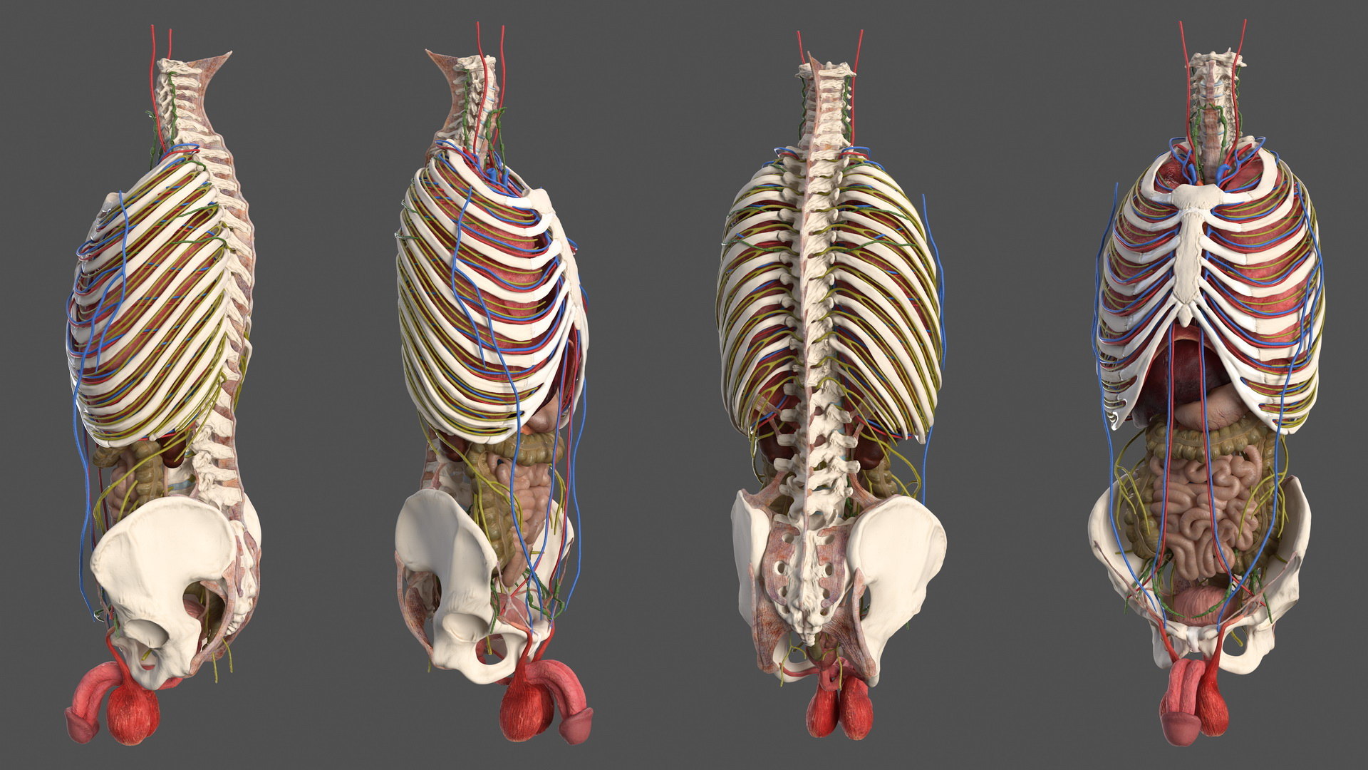 3D male torso internal organs - TurboSquid 1464099