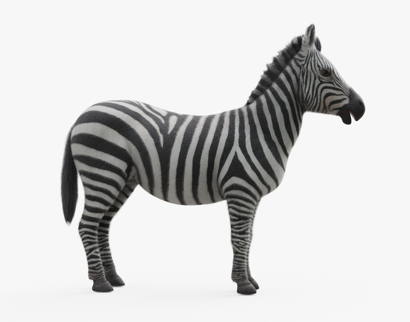 3D zebra model - TurboSquid 1303542