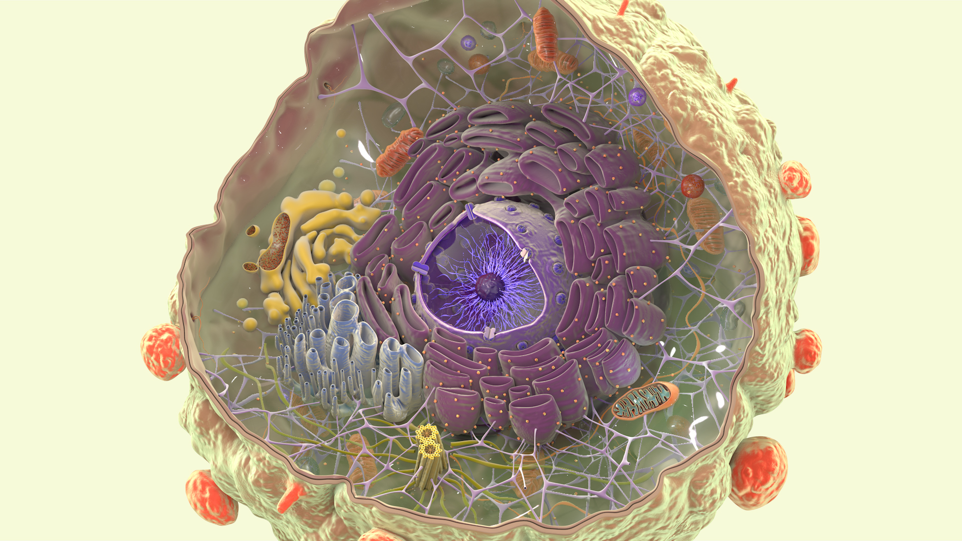 3D cancer cell nucleus model - TurboSquid 1464153