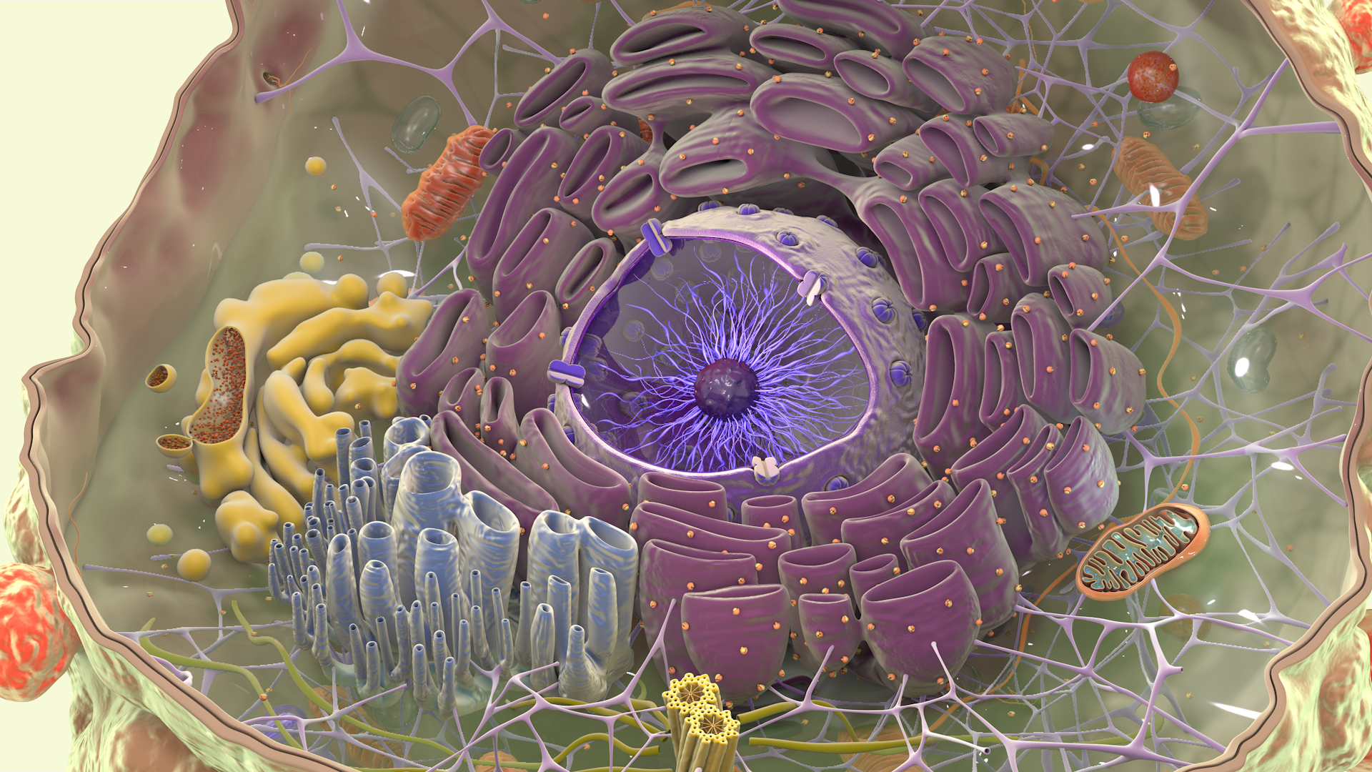 3D cancer cell nucleus model - TurboSquid 1464153