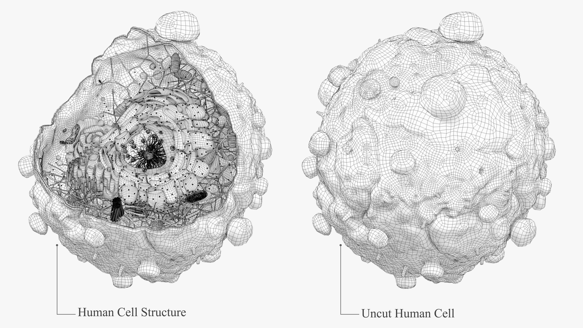 3D Cancer Cell Nucleus Model - TurboSquid 1464153