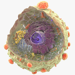 3D cancer cell nucleus model