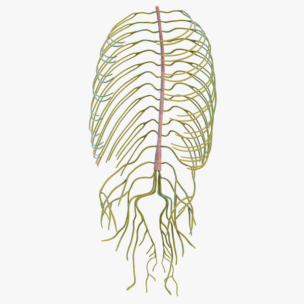 3d neuron model