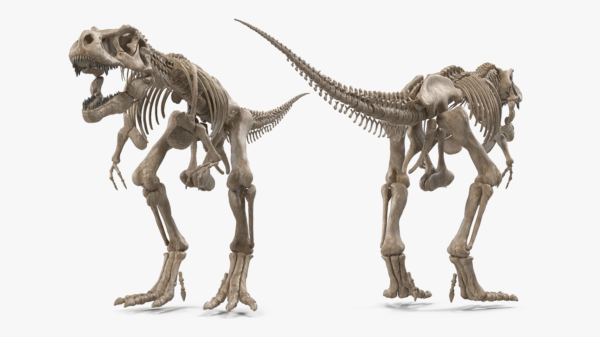 Tyrannosaurus rex skeleton fossil 3D - TurboSquid 1464106