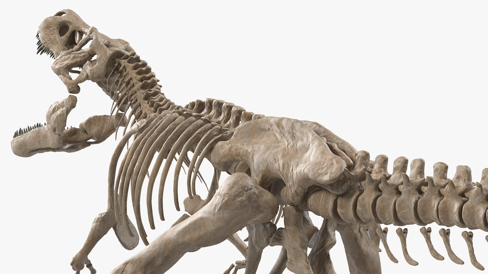 t rex skeleton 3d