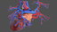 human cardiovascular vascular body model