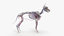 skin dog skeleton vascular 3D model