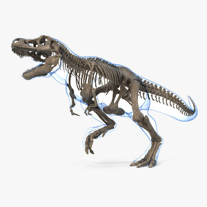 tyrannosaurus rex skeleton fossil 3D model