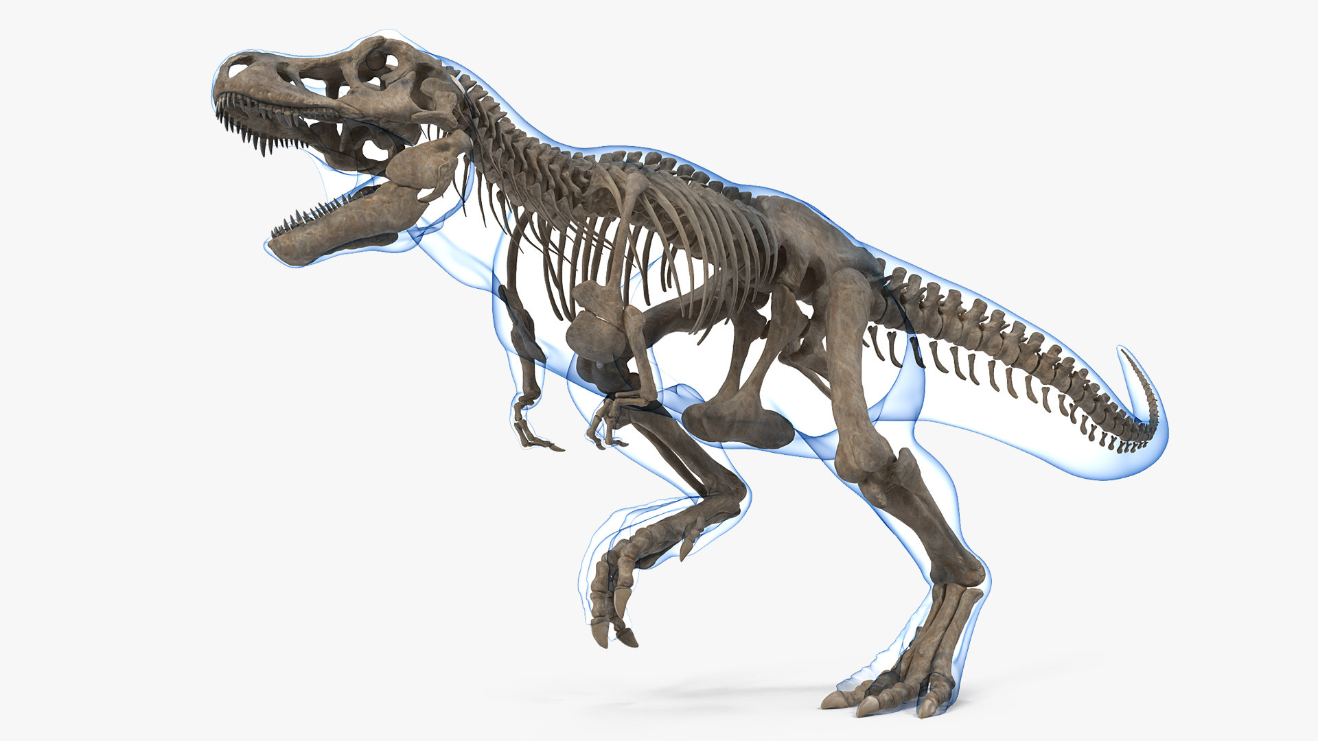 t rex skeleton model