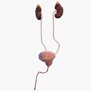 male urinary 3D model