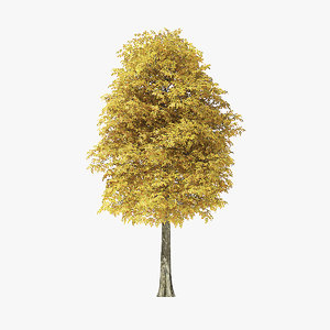 autumn rock elm tree 3D