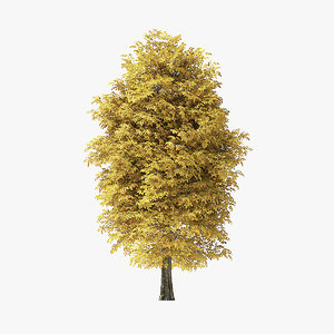 autumn rock elm tree model