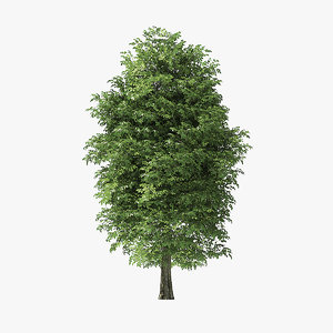 tree rock elm 3D