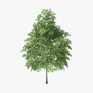 3D model rock elm tree 4