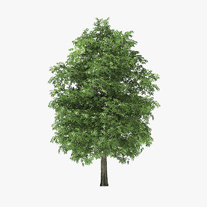 3D rock elm tree