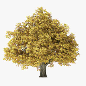 autumn rock elm tree 3D model