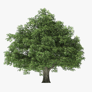 3D rock elm tree model
