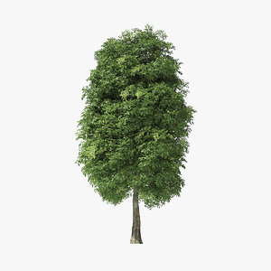 3D tree rock elm