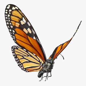 flying monarch butterfly fur 3D