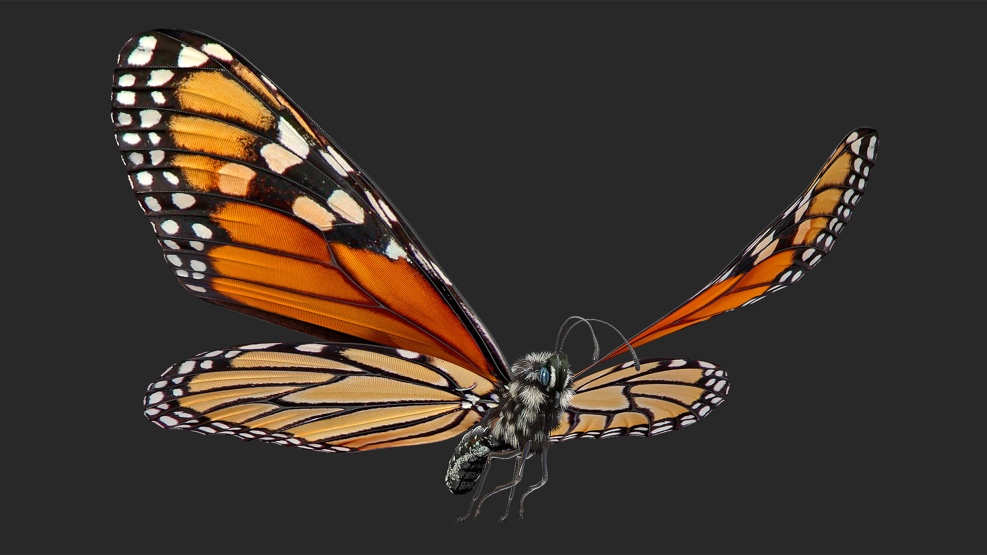 Flying monarch butterfly fur 3D TurboSquid 1465244