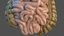 3D Human Stomach Small Intestine - TurboSquid 1465263