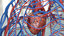 male cardiovascular lymphatic nervous 3D model