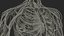 male cardiovascular lymphatic nervous 3D model