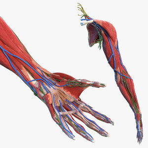 Turbosquid éducation MaleArmFullAnatomy3dsmodel000.jpg6102204B-ADF5-44A1-9555-7E61CF4EA903Res300