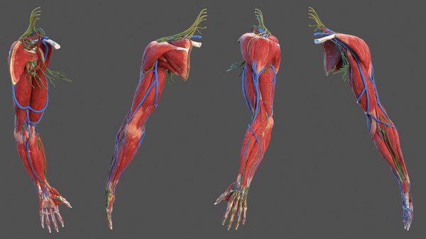 male arm muscle anatomy