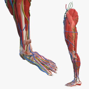 3D model male leg anatomy